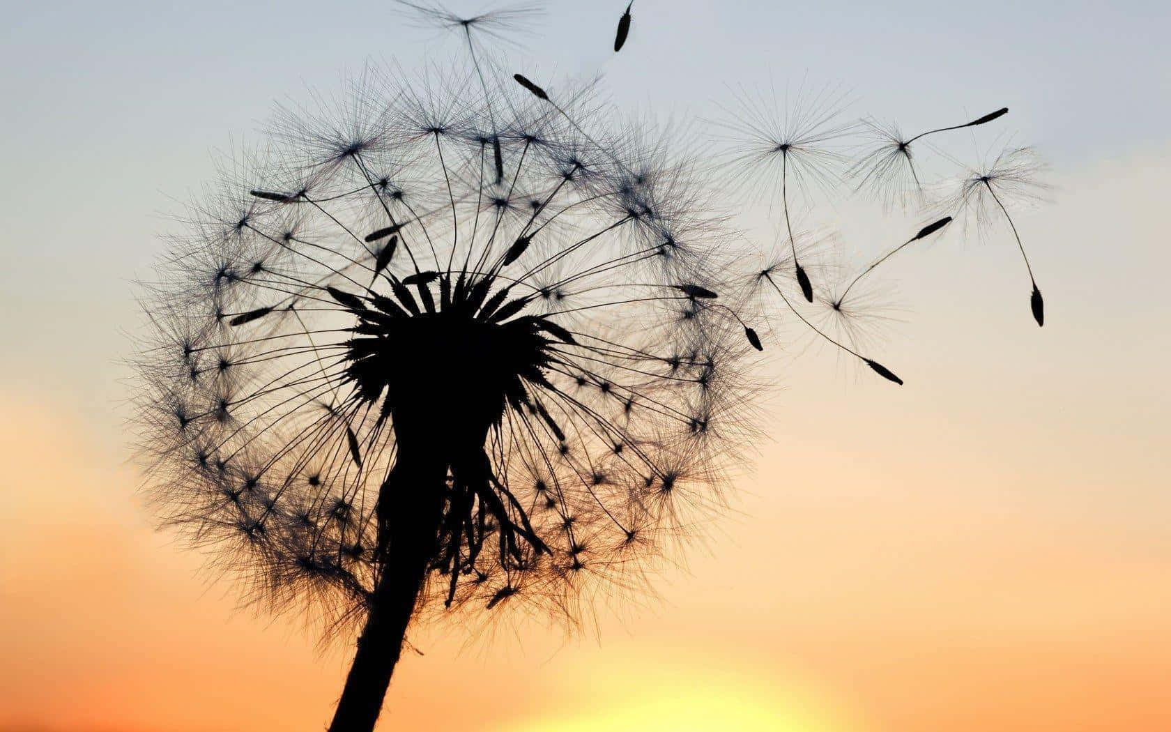 Dandelions