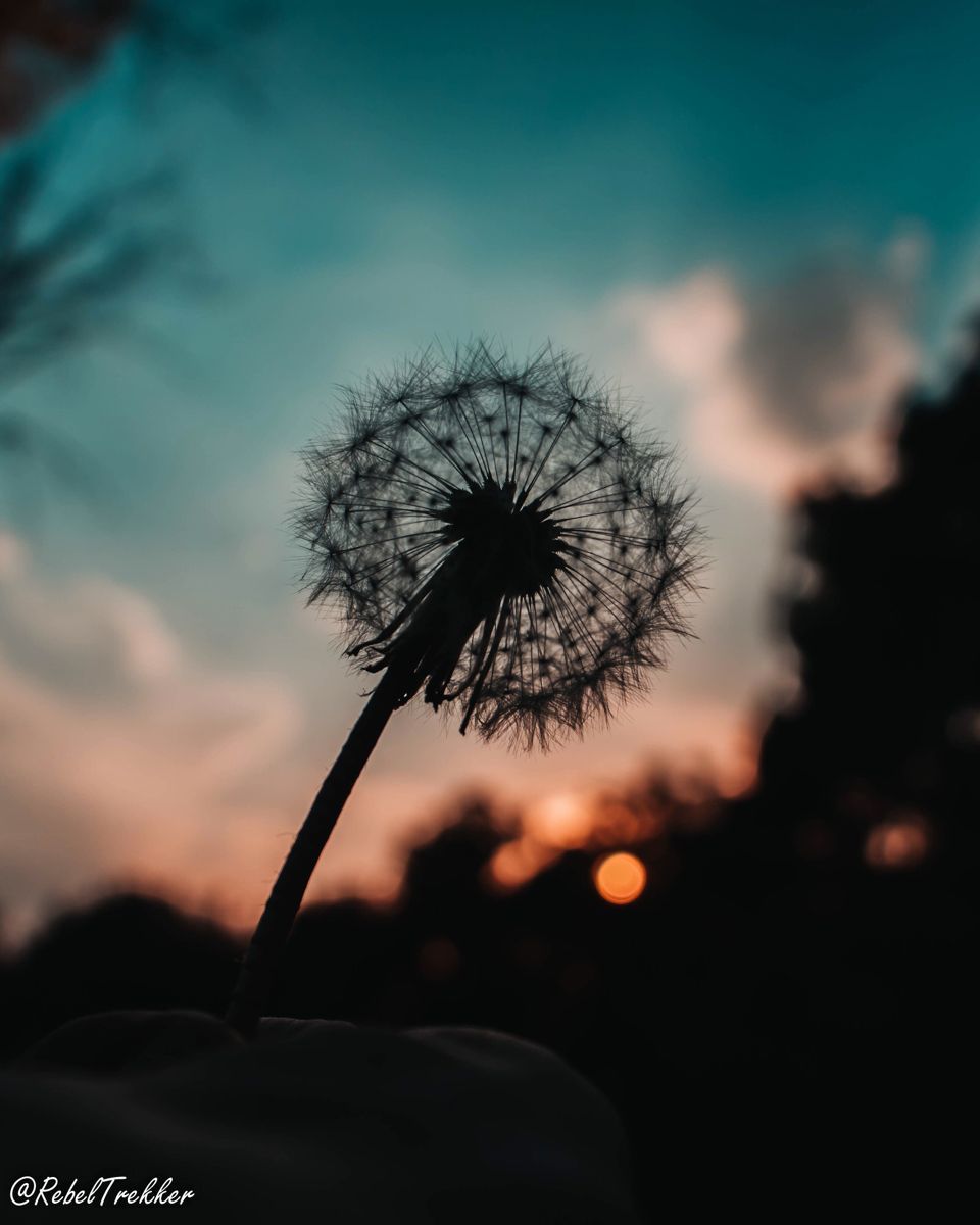 Dandelion at Dawn And Nature Beauty. Dandelion wallpaper, Nature beauty, Dandelion - Dandelions