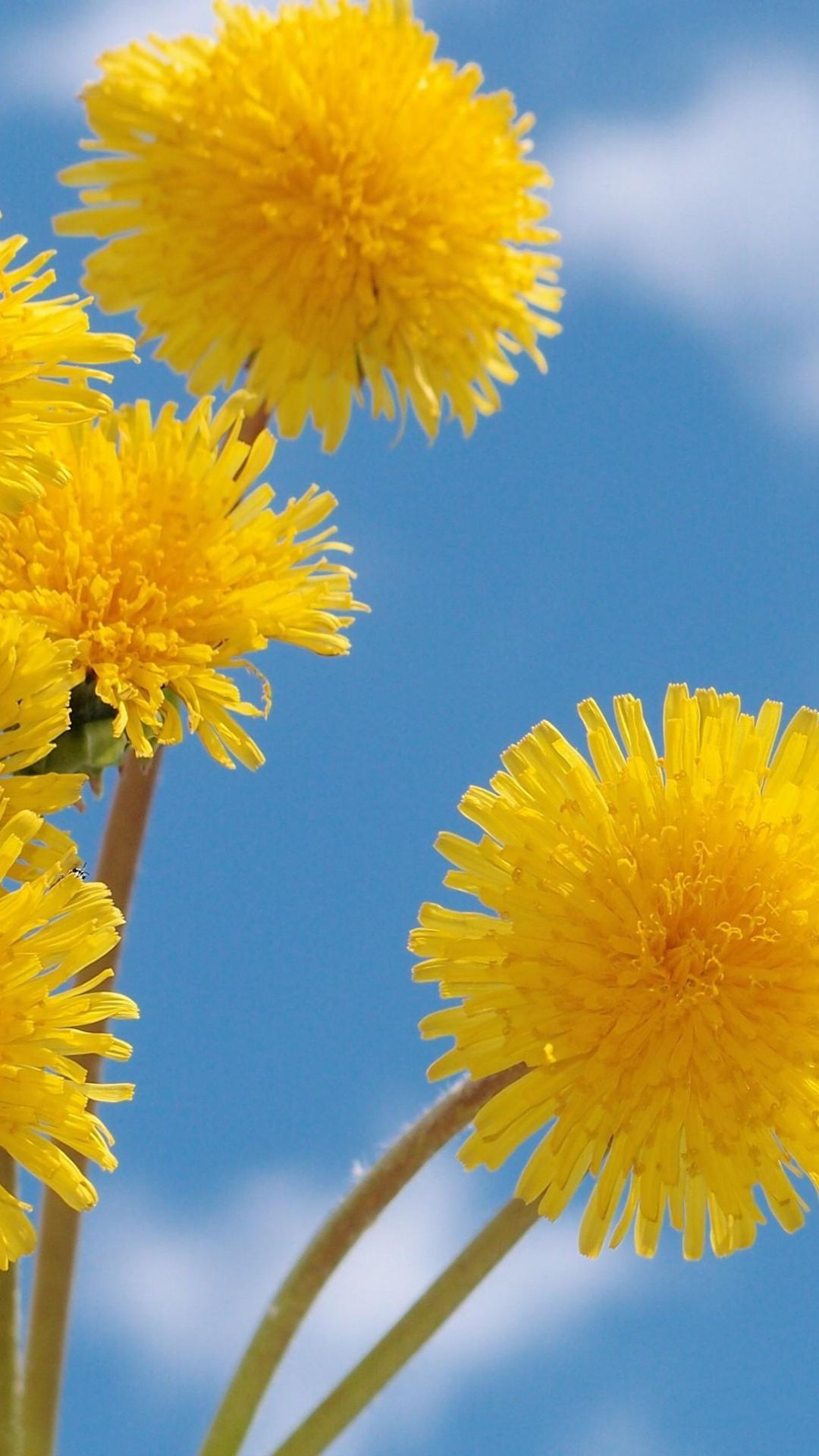 Yellow flowers on a blue sky background - Dandelions