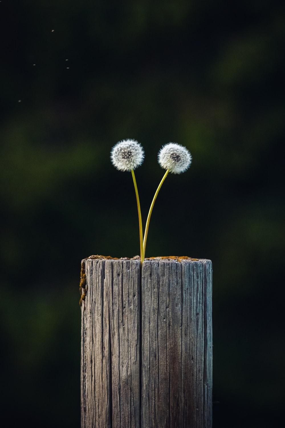 Two white petaled flowers on top of the wooden post - Dandelions