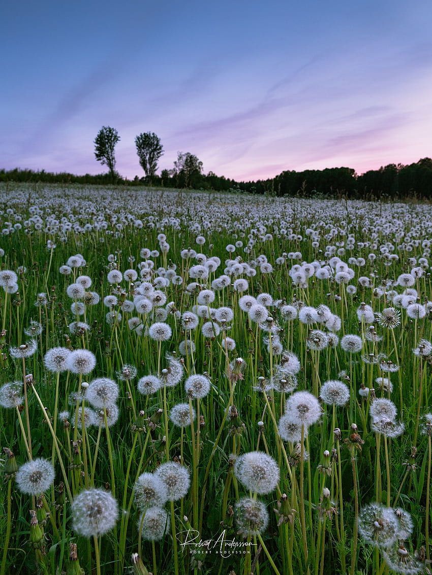 A field of dandelions in the sunset - Dandelions