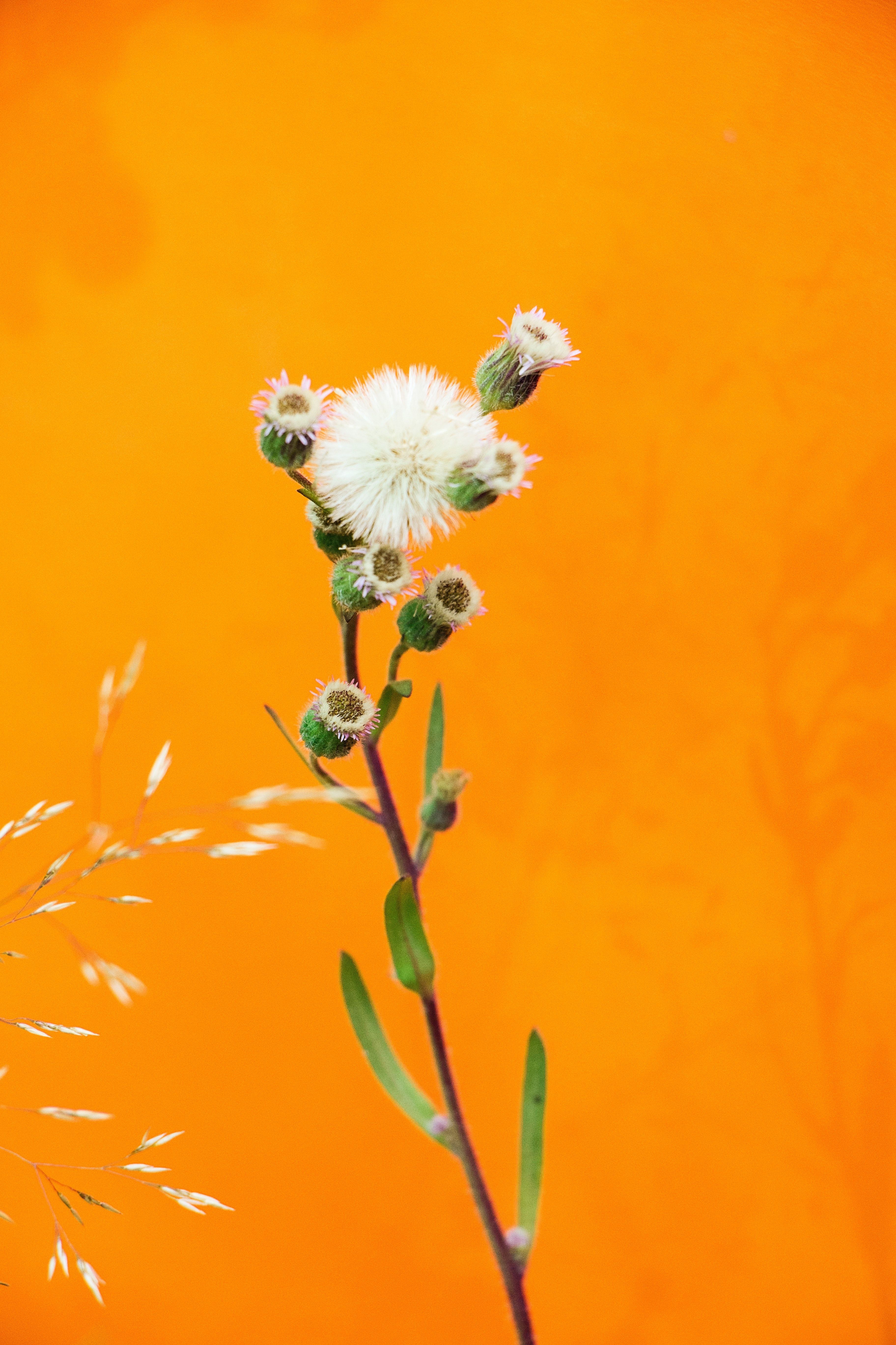 A single white flower with green leaves on a stem against an orange background. - Dandelions