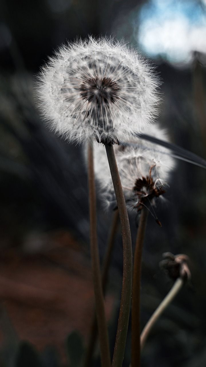 A dandelion with seeds blowing away in the wind. - Dandelions