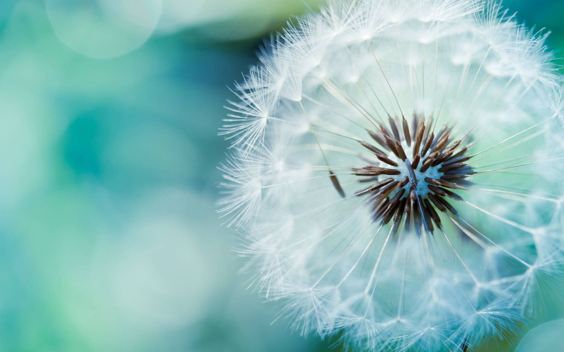 A close up of a dandelion with a blue and green background - Dandelions