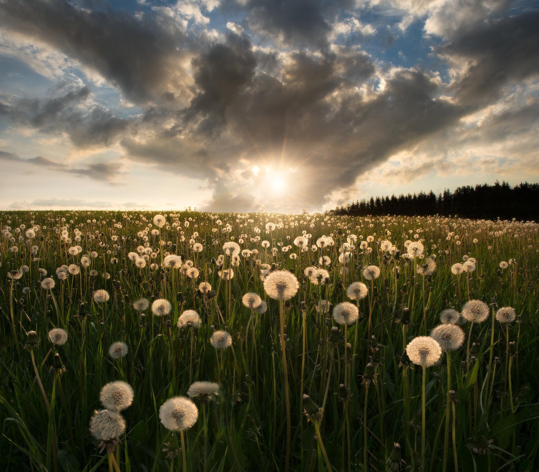 A field of dandelions with the sun setting in the background. - Dandelions