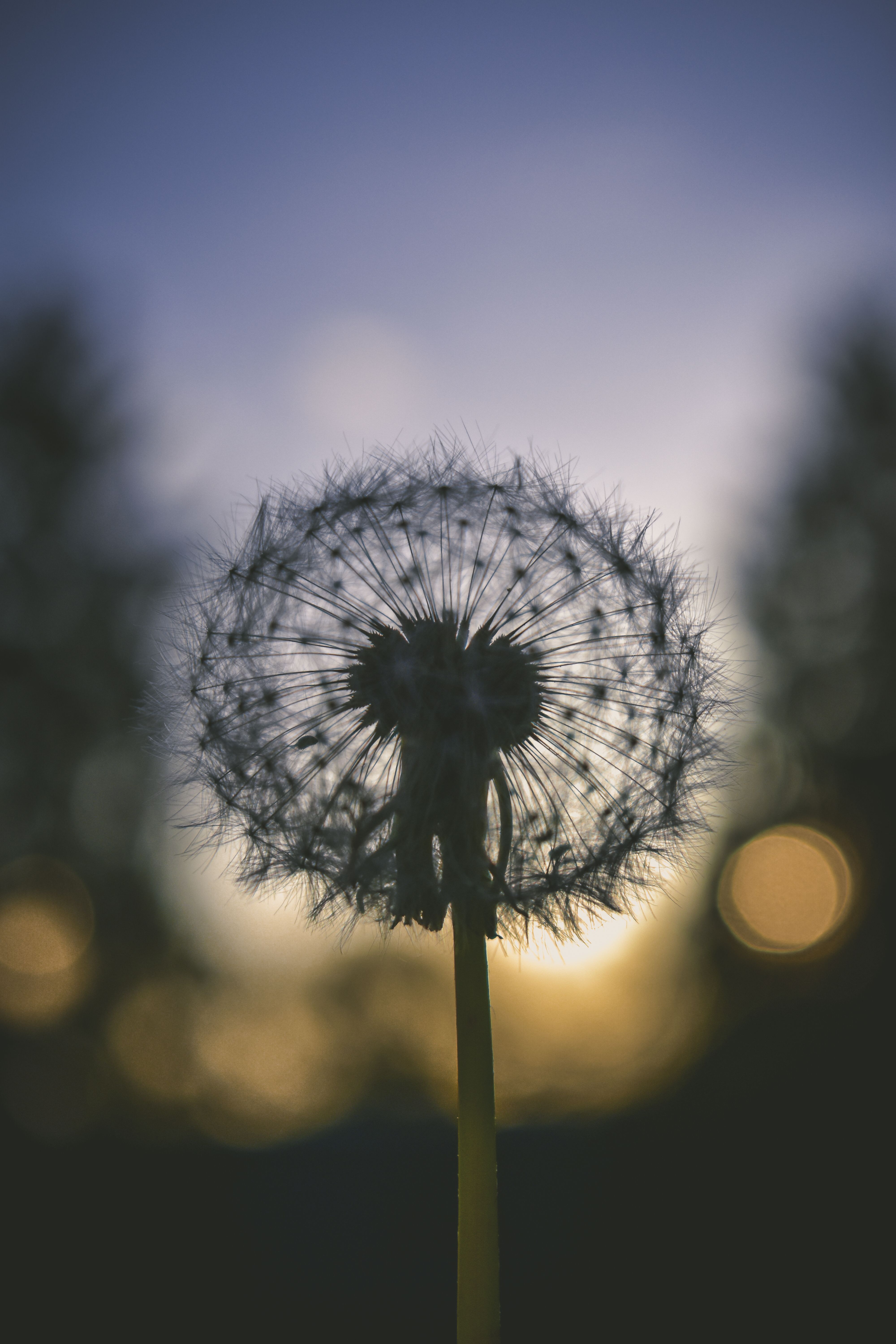 A silhouette of a dandelion in front of a sunset. - Dandelions