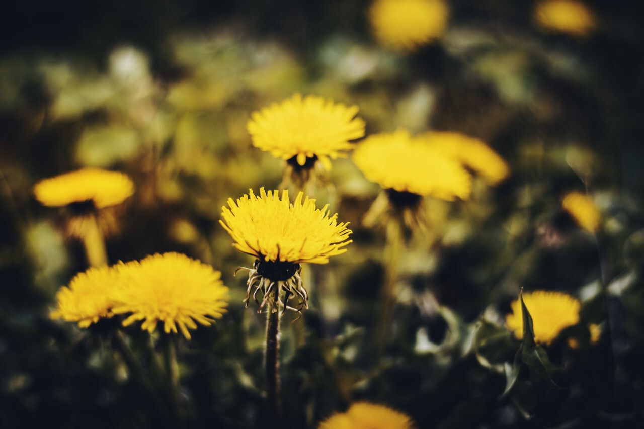 A field of yellow dandelions in the sun. - Dandelions