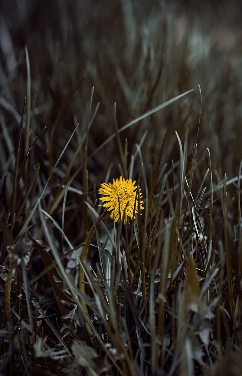 A yellow flower in the middle of tall grass - Dandelions