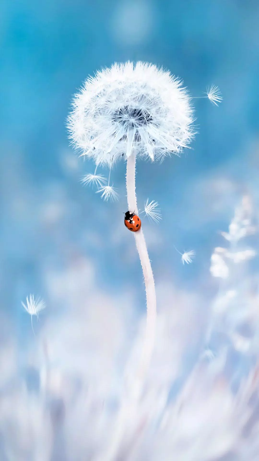 A ladybug on a dandelion, in front of a blue sky - Dandelions