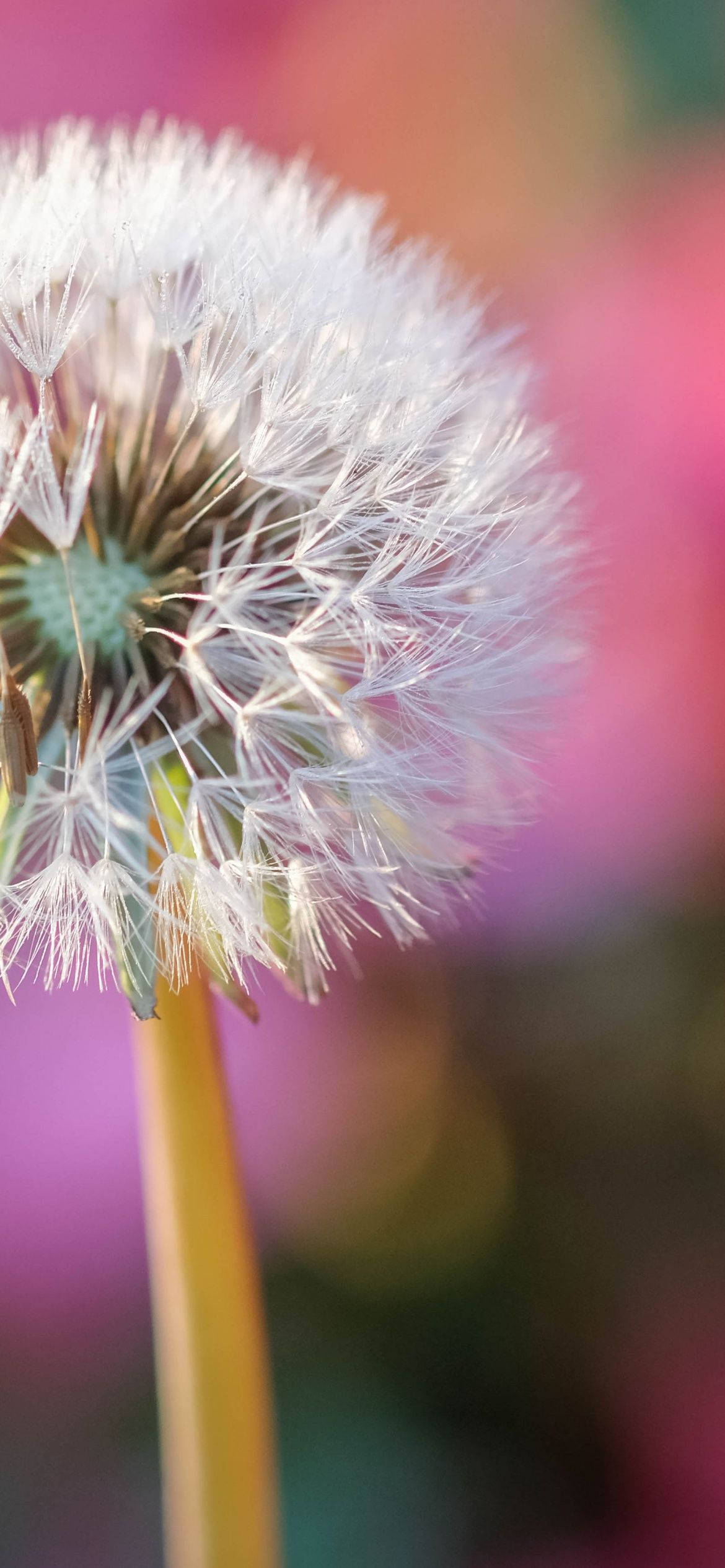 A dandelion in front of a colorful background. - Dandelions