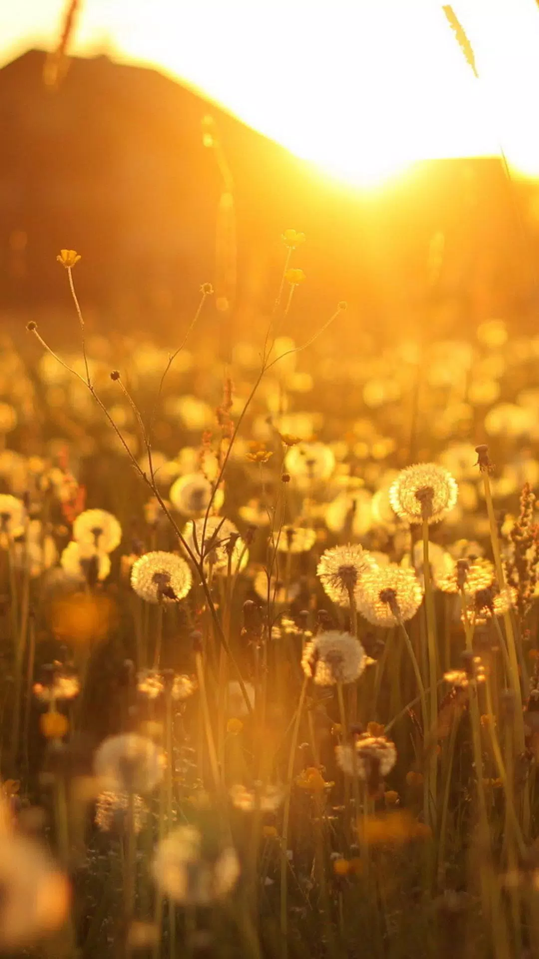 Cute dandelions. HD Wallpaper APK for Android Download