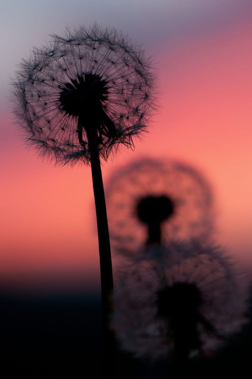 Transparency at sunset. Calming, Dandelion, Beautiful background, Cute Dandelion HD phone wallpaper