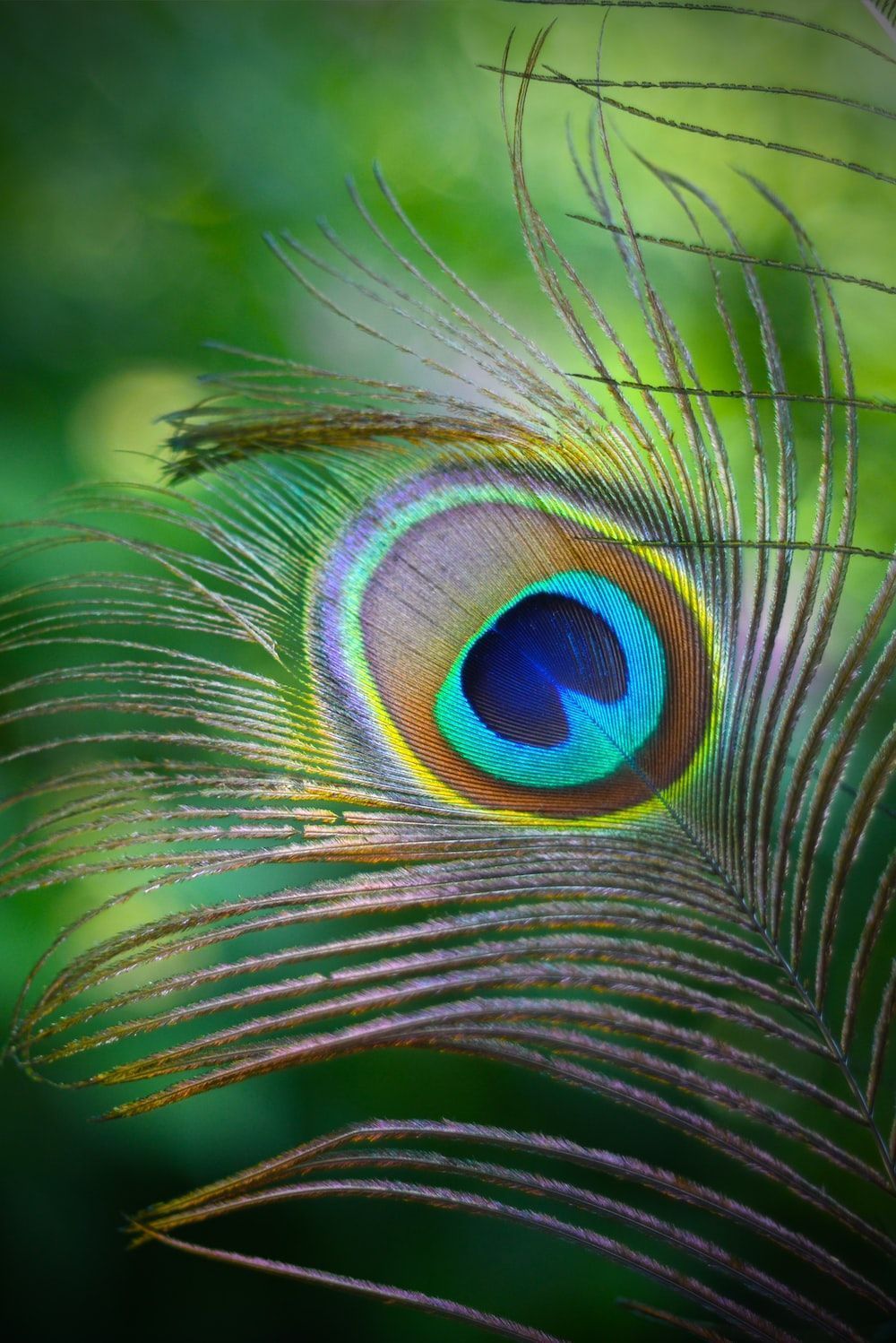 A close up of a peacock feather with a green background - Feathers, peacock