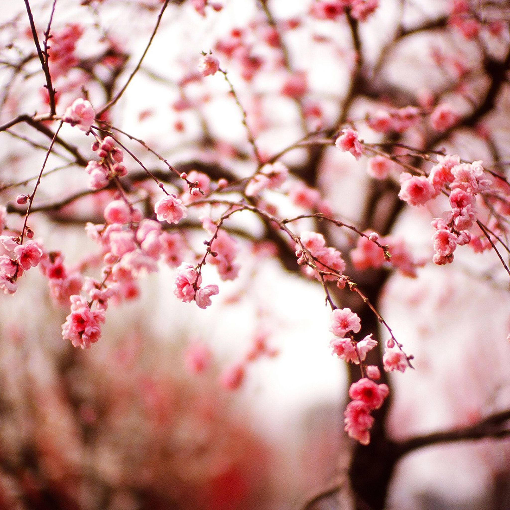 A tree with pink flowers in the background - Spring