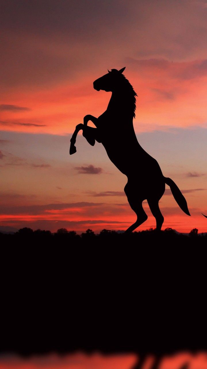 Horses With Background Of Sunset Sky 4K 5K HD Horse Wallpaper