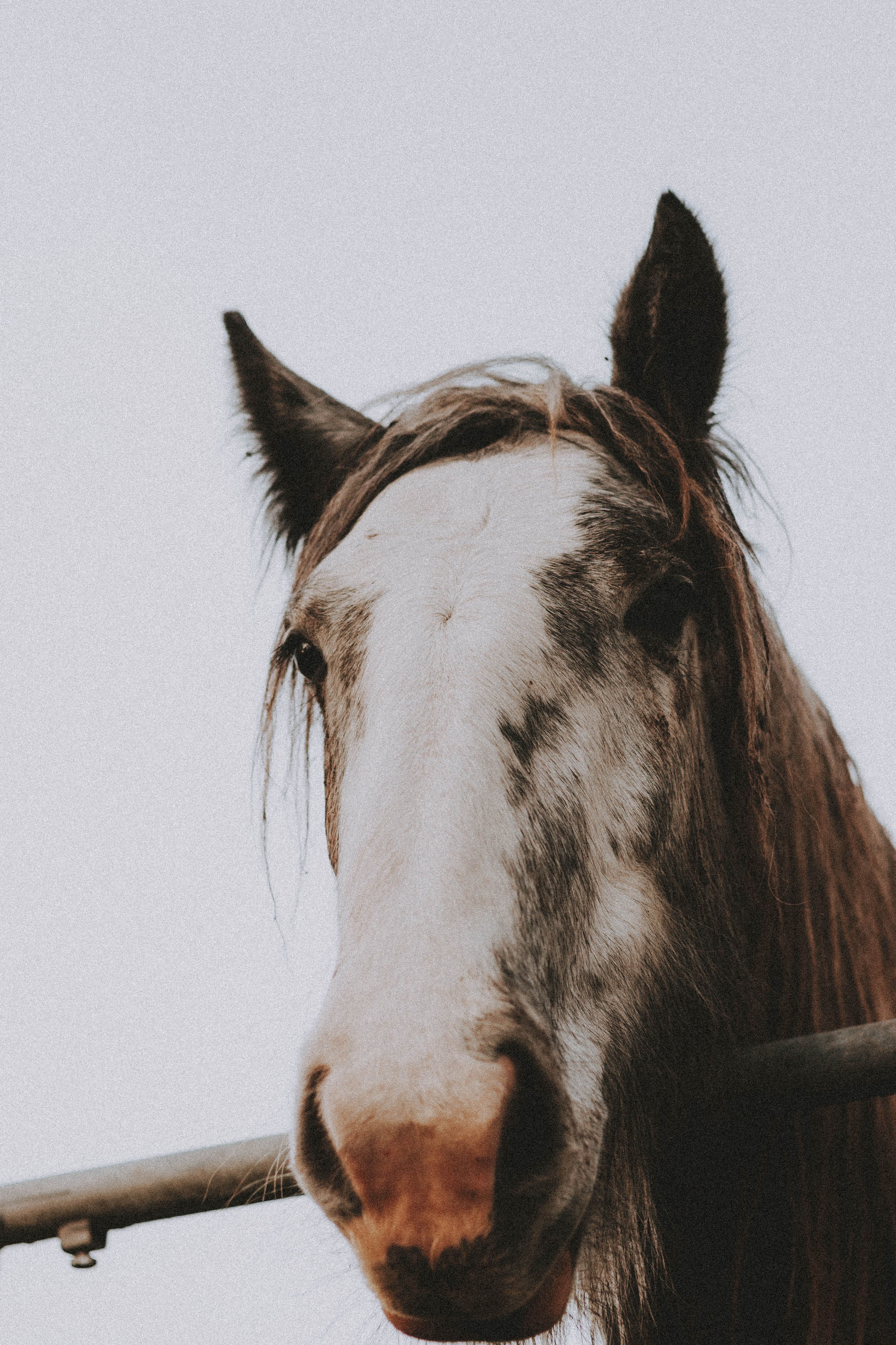 Furry horse looking at camera near fence in ranch · Free