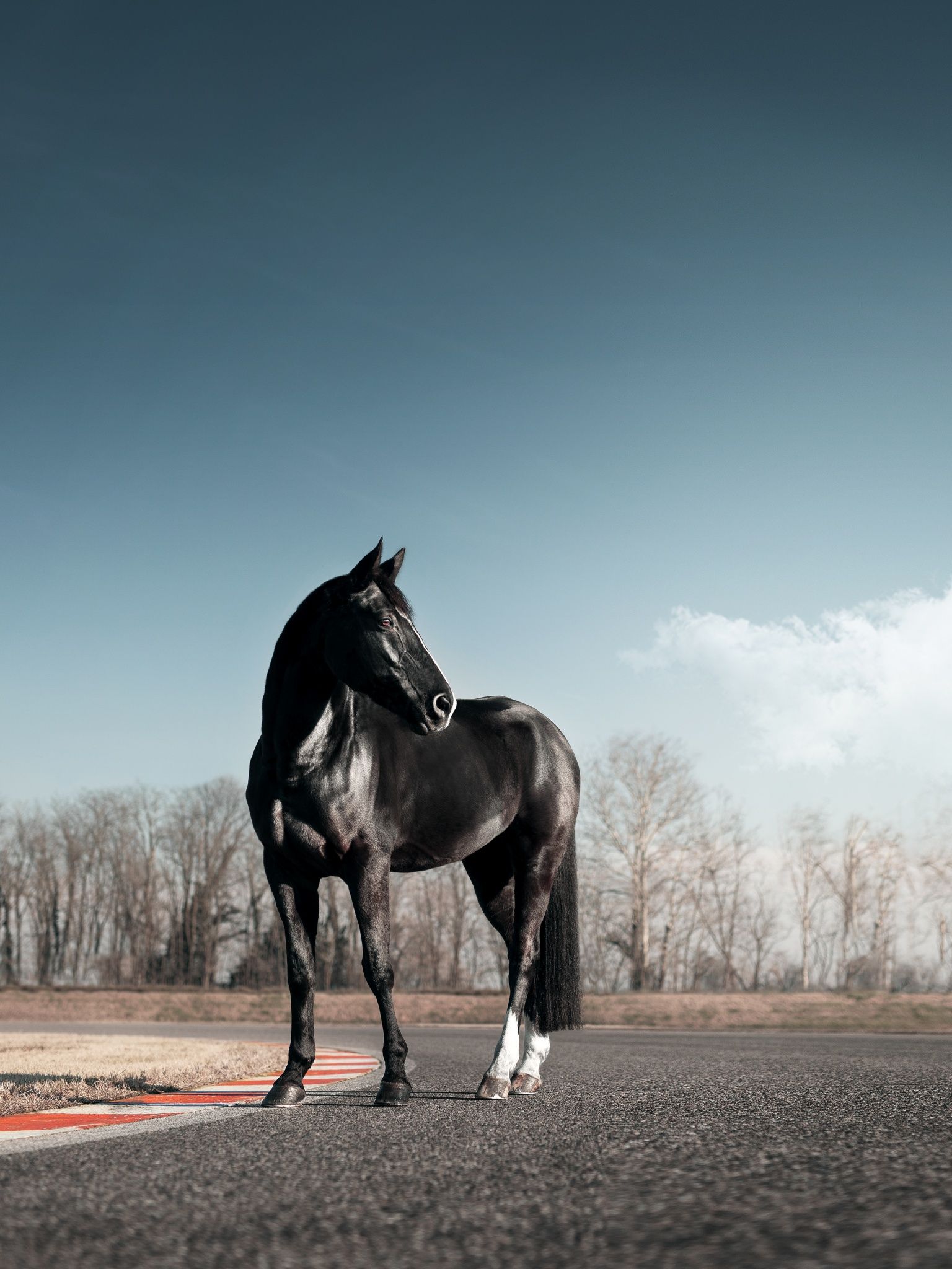 Black horse Wallpaper 4K, Race track, Clear sky