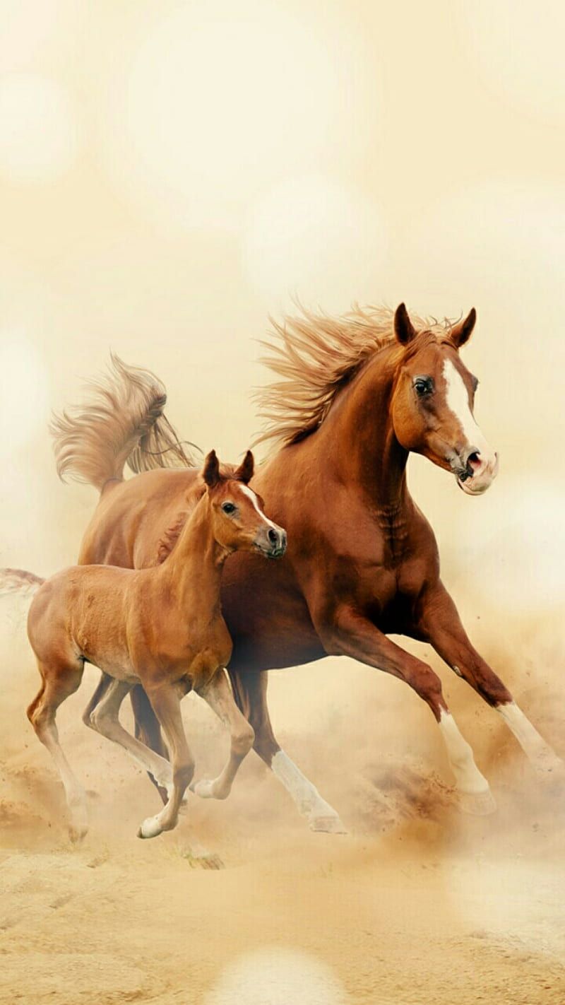 A beautiful image of a horse and her foal running through the desert. - Horse