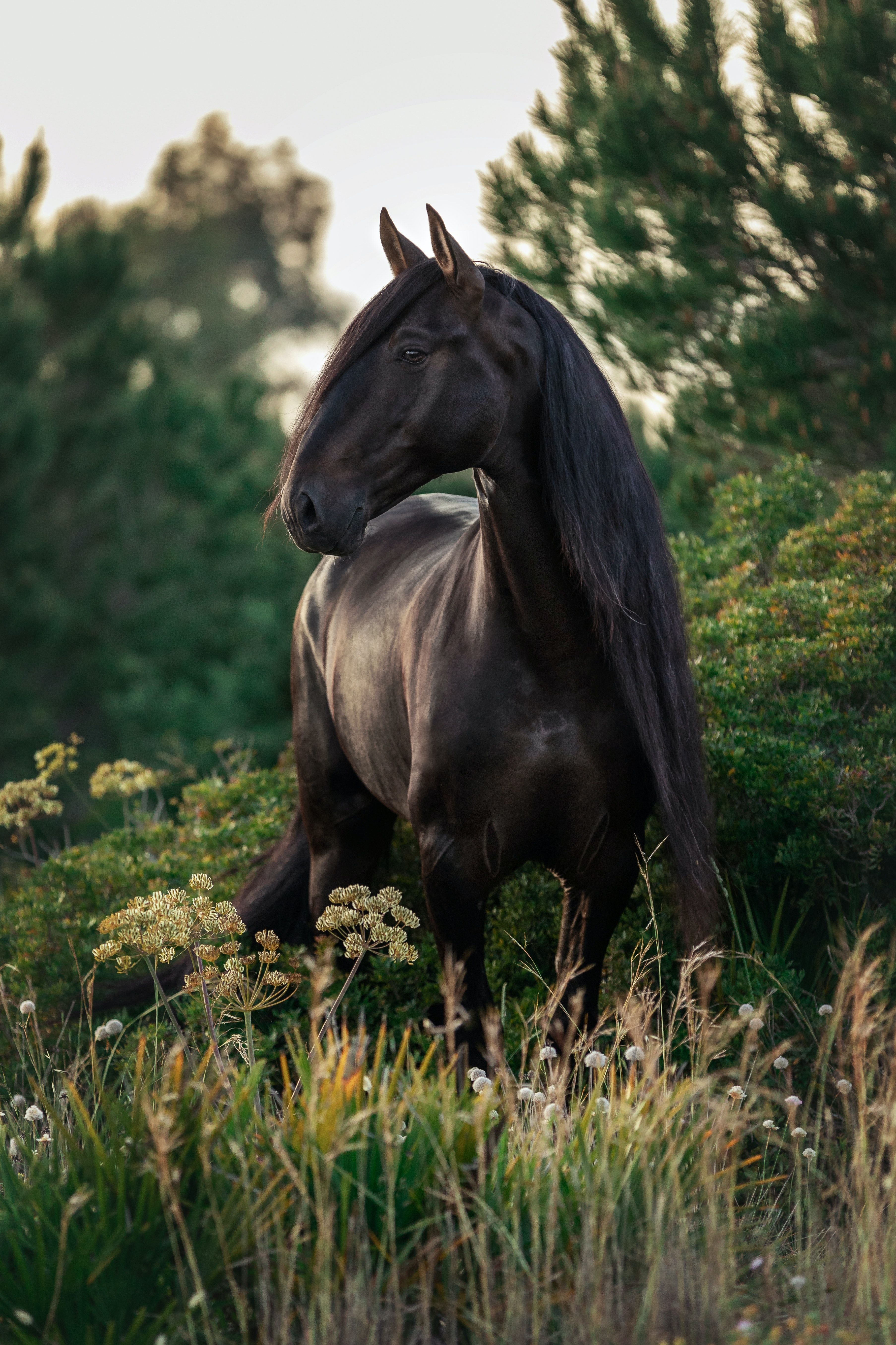 A black horse with a long mane standing in a field of tall grass and flowers. - Horse