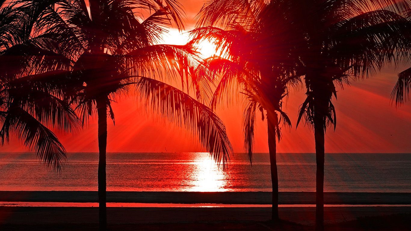 wallpaper for desktop, laptop. beach vacation summer night sunset red palm tree dark