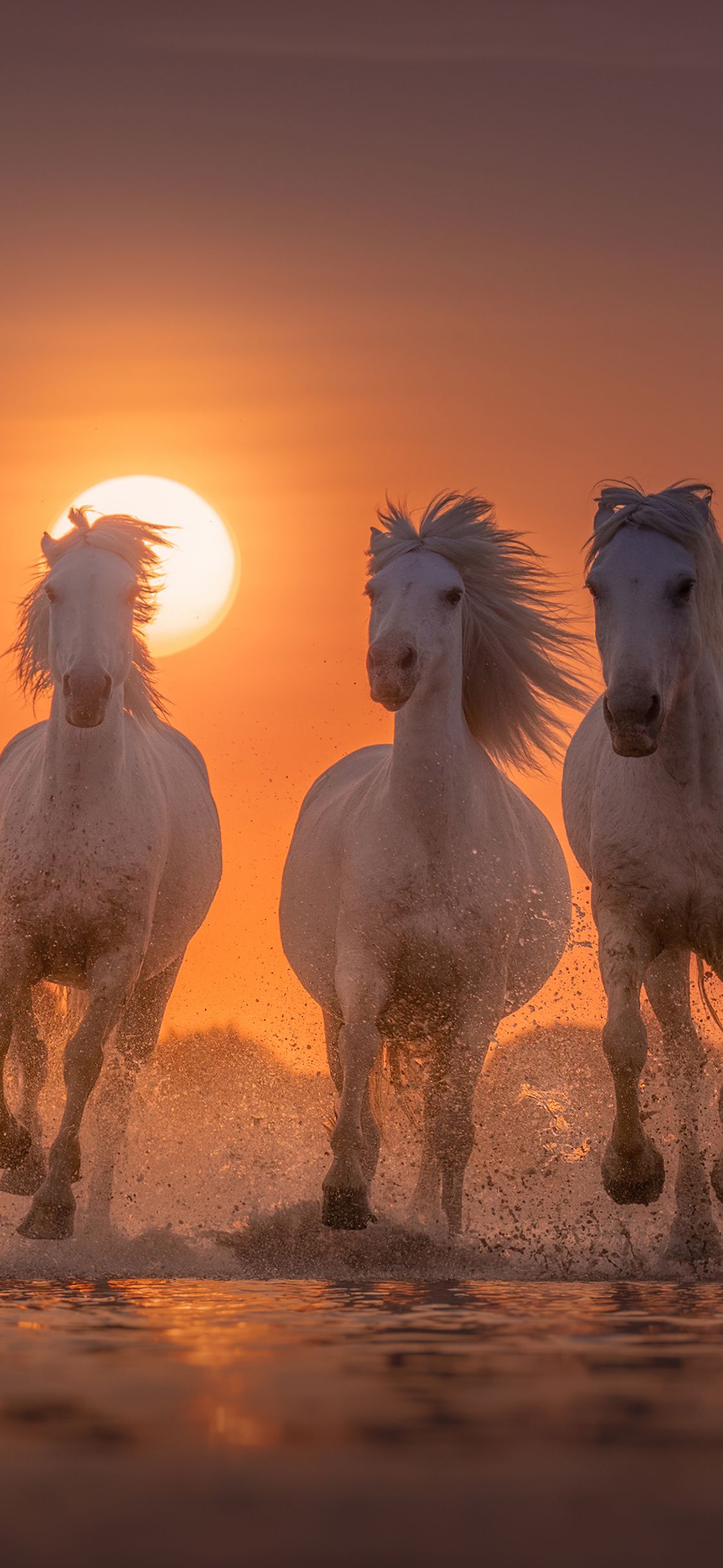 Horses White Angels Of Camargue iPhone XS, iPhone iPhone X HD 4k Wallpaper, Image, Background, Photo and Picture