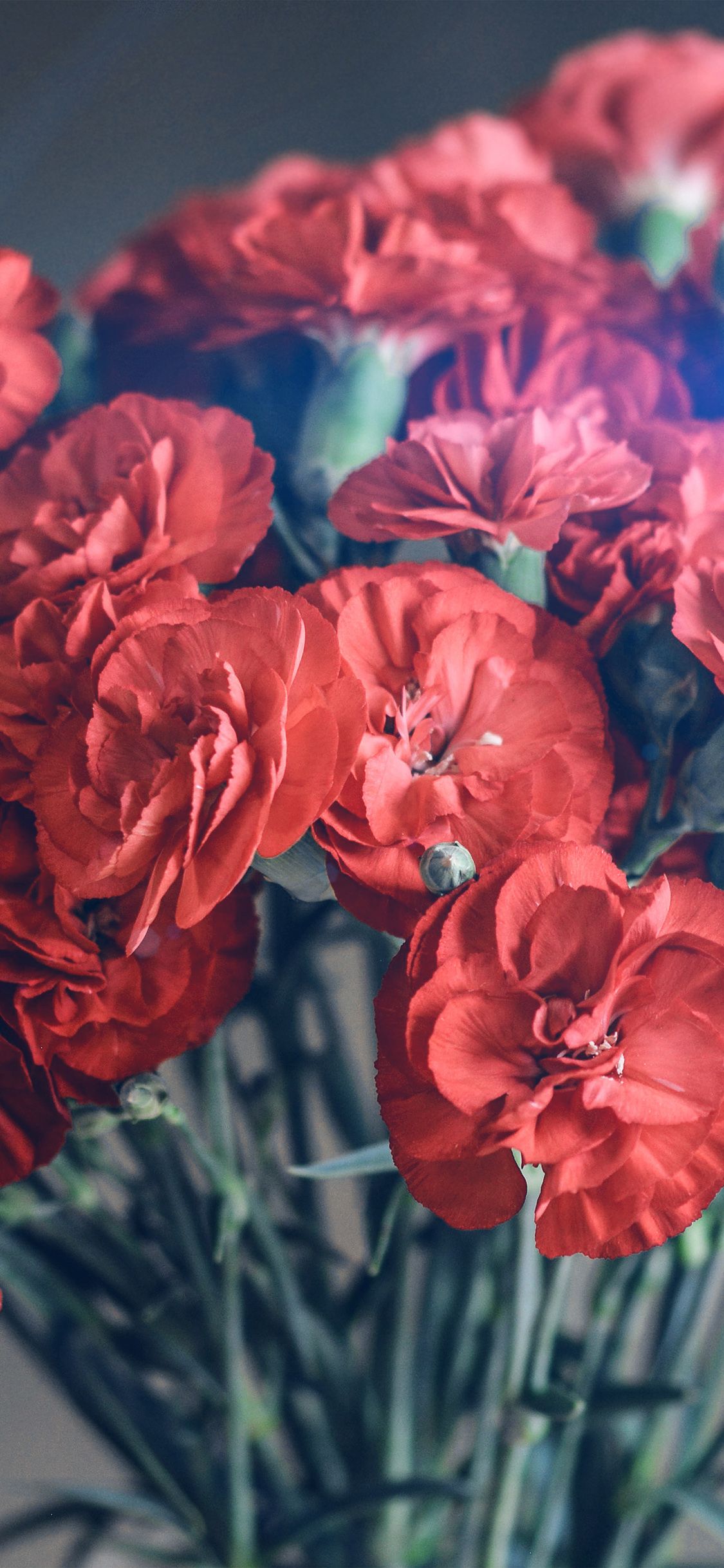 Red carnations in a vase - Spring