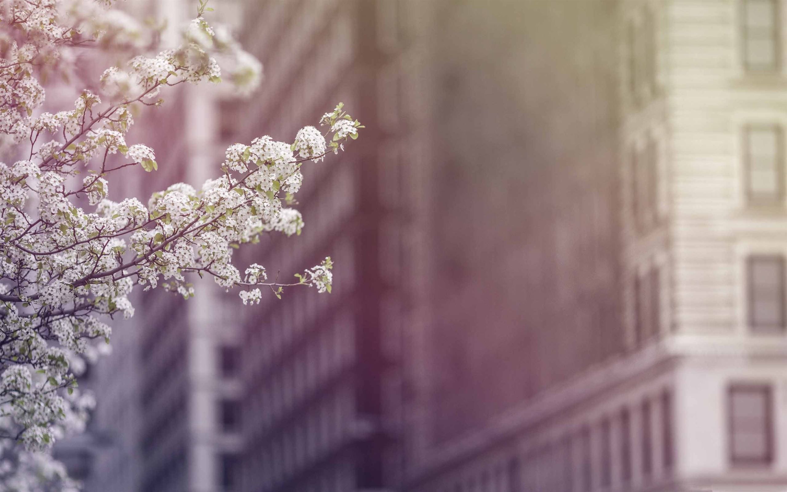 A tree with white flowers in front of tall buildings - Spring