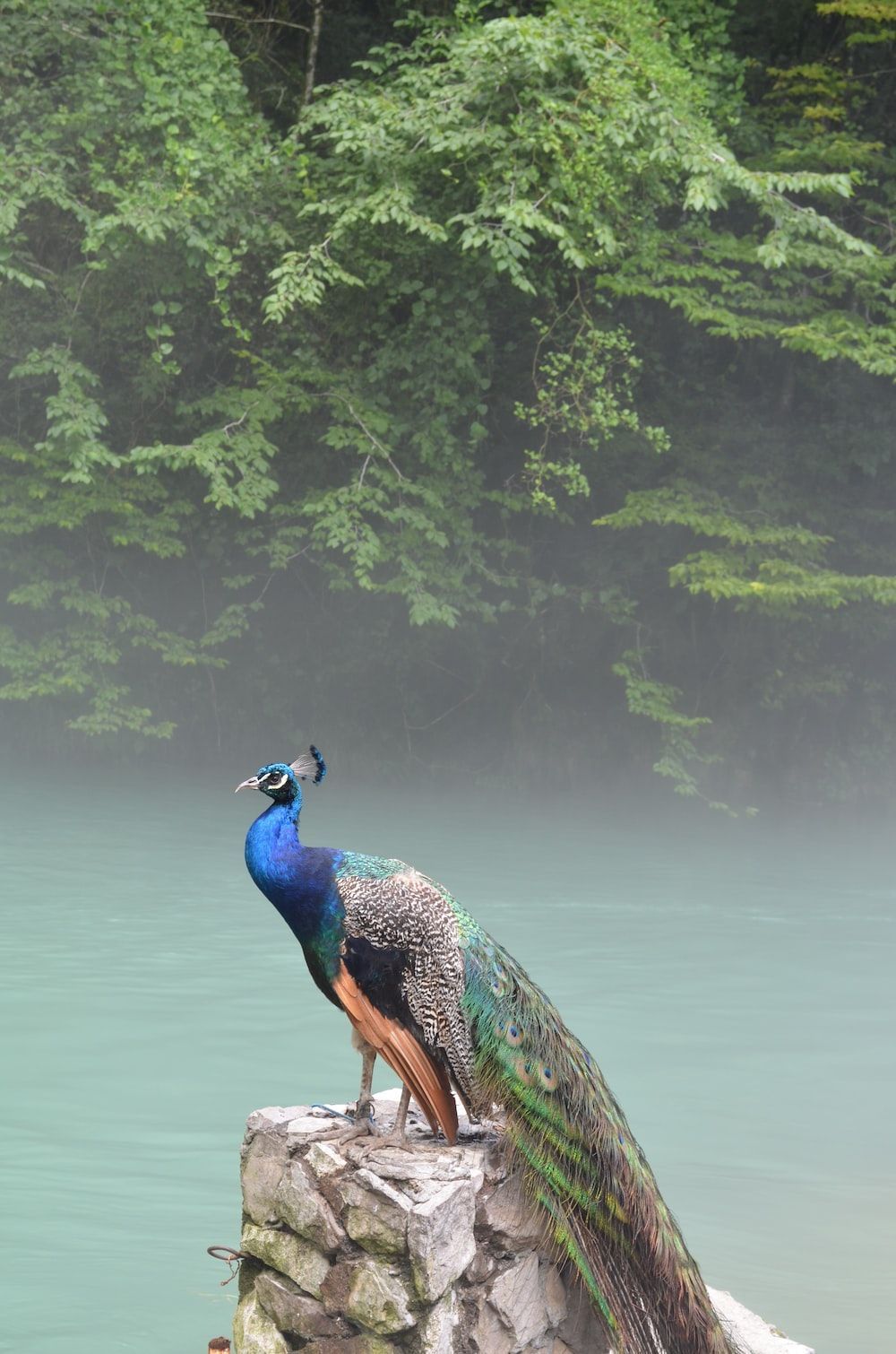 A peacock sitting on a rock in the middle of a lake - Peacock