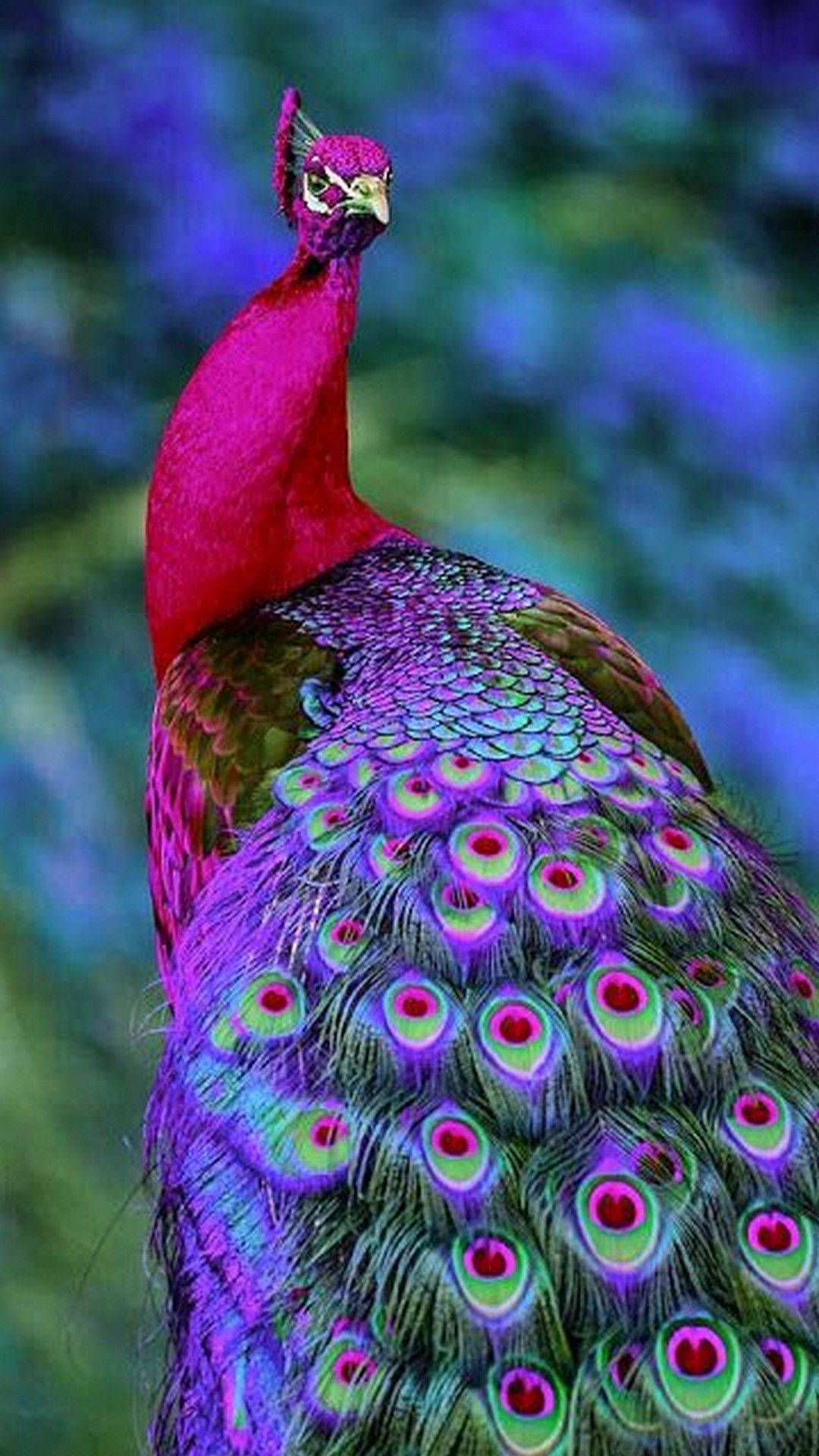 A beautiful purple peacock showing off his tail feathers. - Peacock