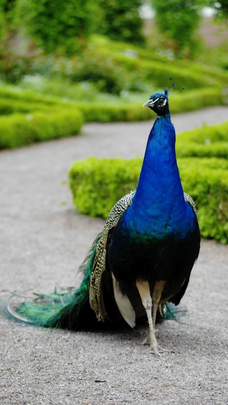 Peacock wallpaper. /backgrou. Animals, Like animals, Bird - Peacock