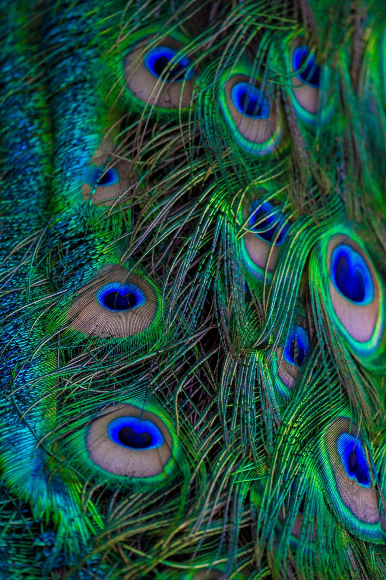 A close up of a peacock's tail feathers. - Peacock