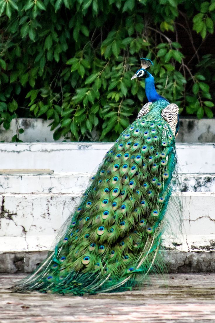 A male peacock with its tail feathers spread out - Peacock