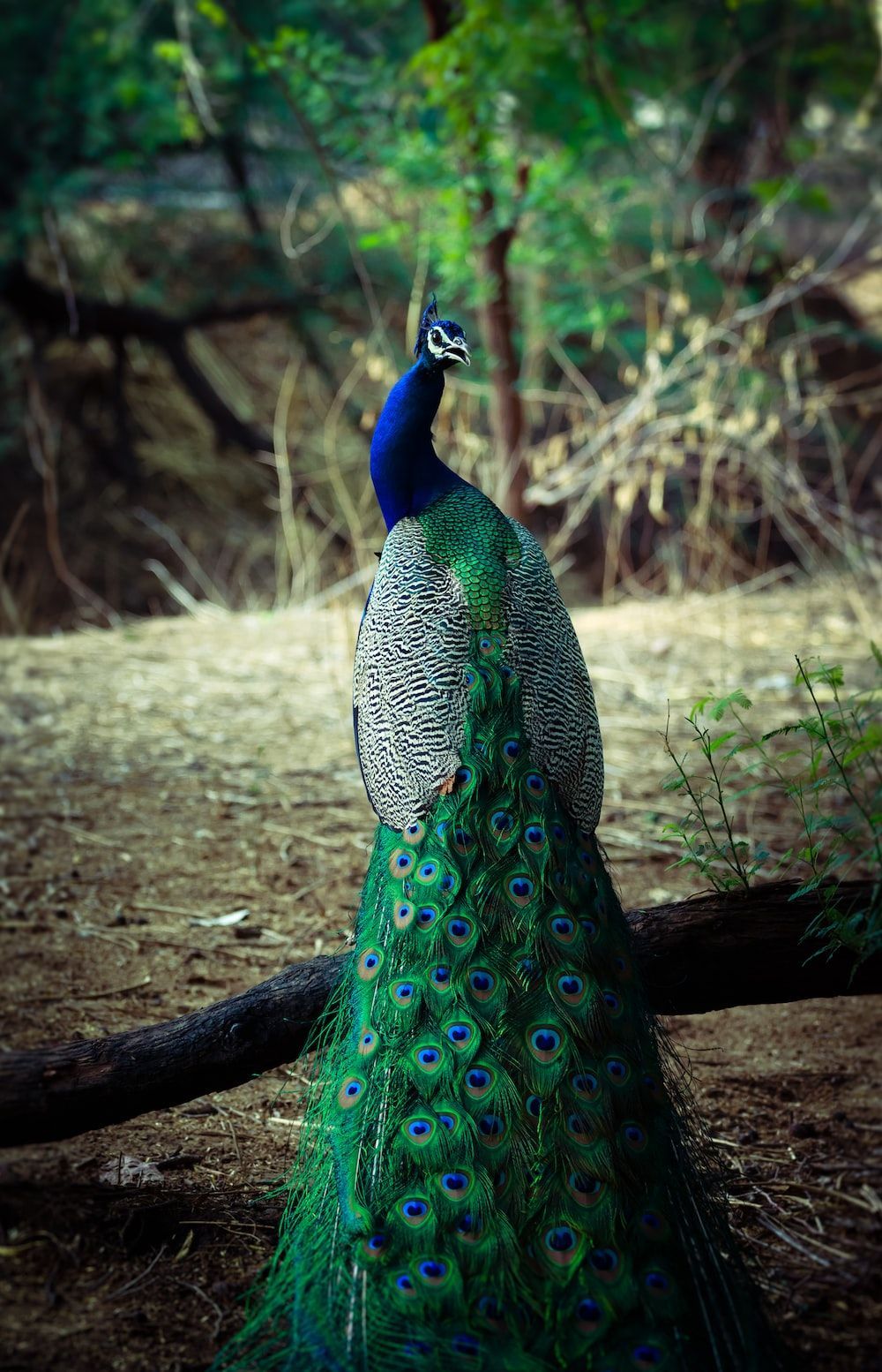 A peacock standing on a log in a forest. - Peacock