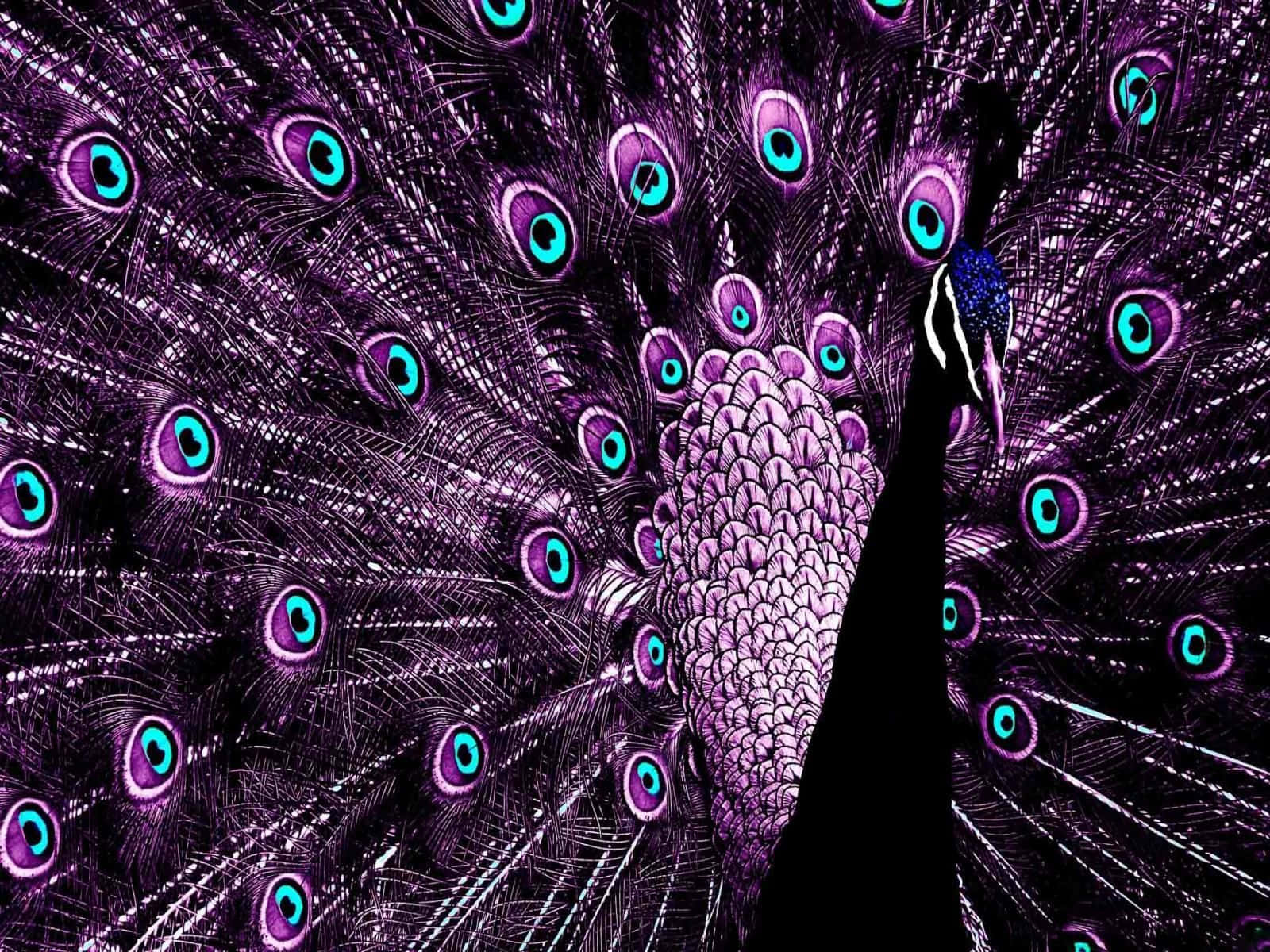 Peacock Background