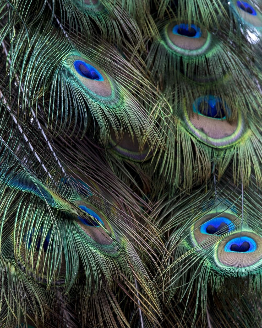 A close up of a peacock's tail feathers. - Peacock