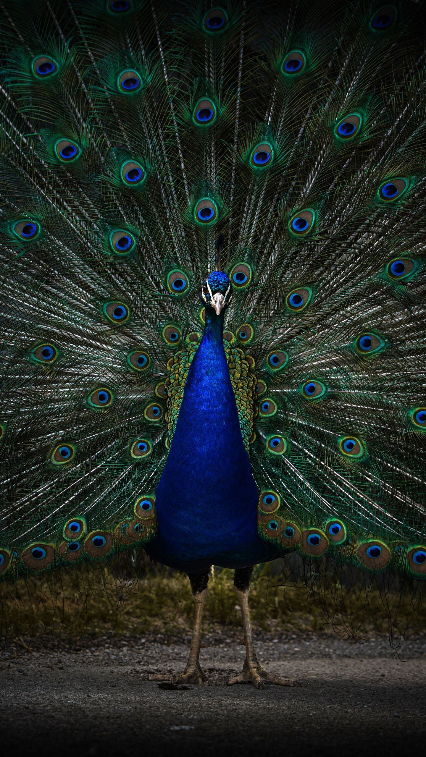 A blue peacock displays its tail feathers on a dark background. - Peacock