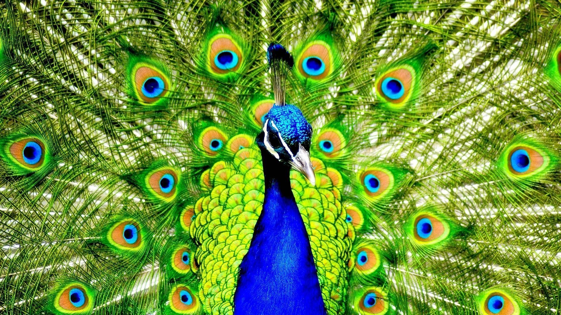 A peacock with its tail feathers spread out. - Peacock