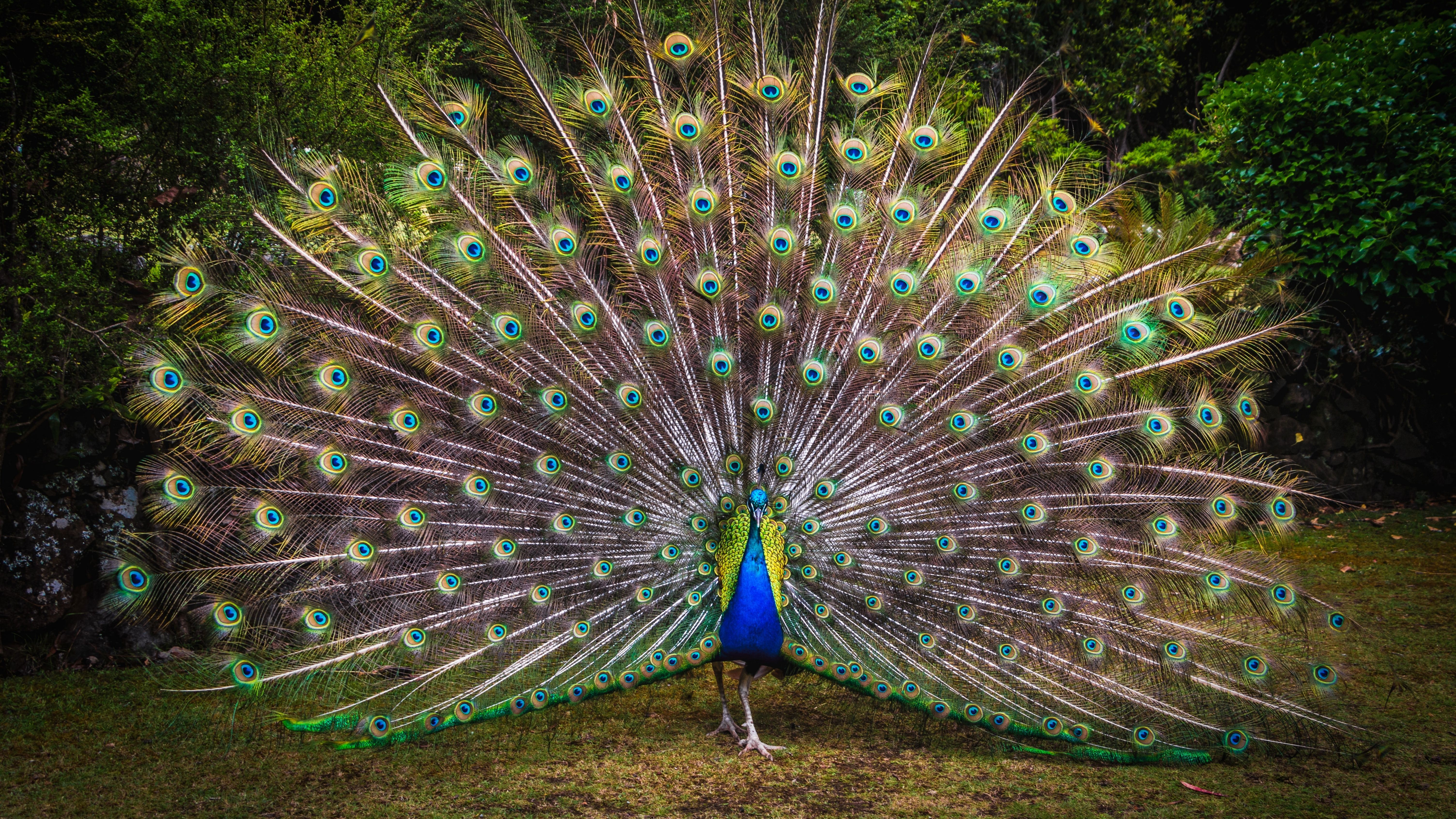 A peacock with its tail spread out. - Peacock