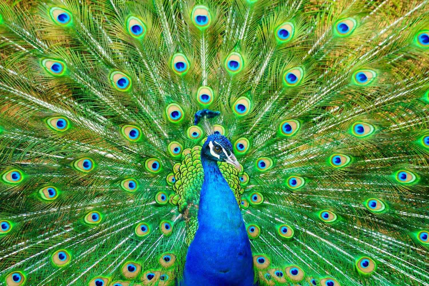 A peacock with its tail feathers spread out. - Peacock