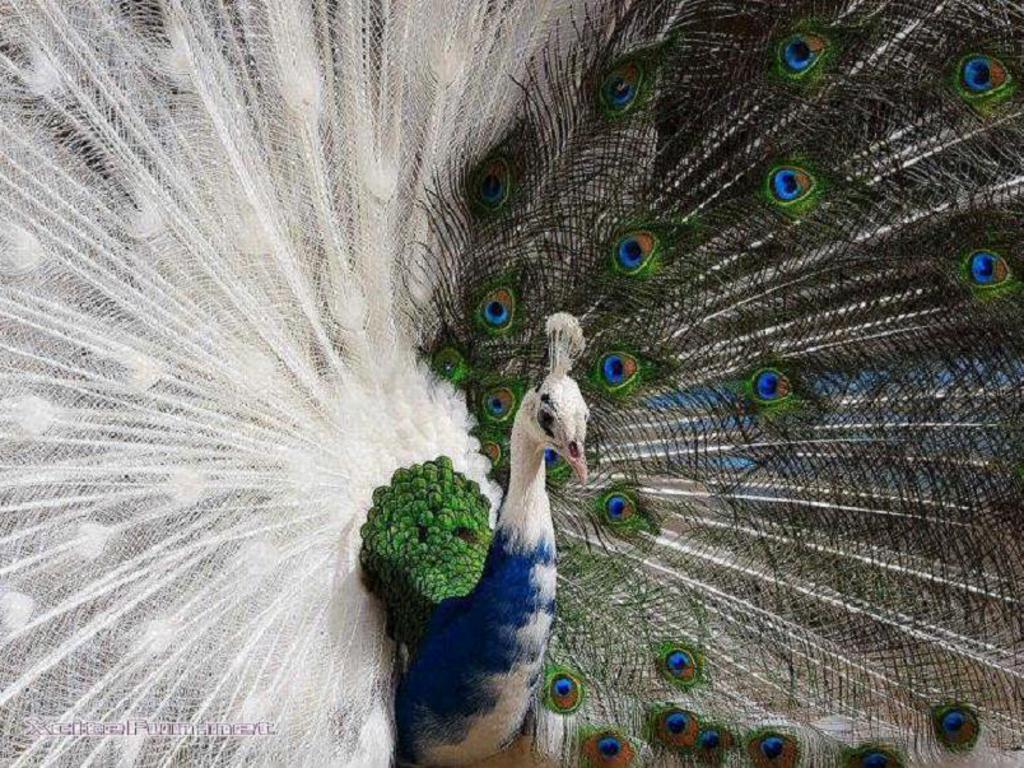 A beautiful peacock with feathers out. - Peacock