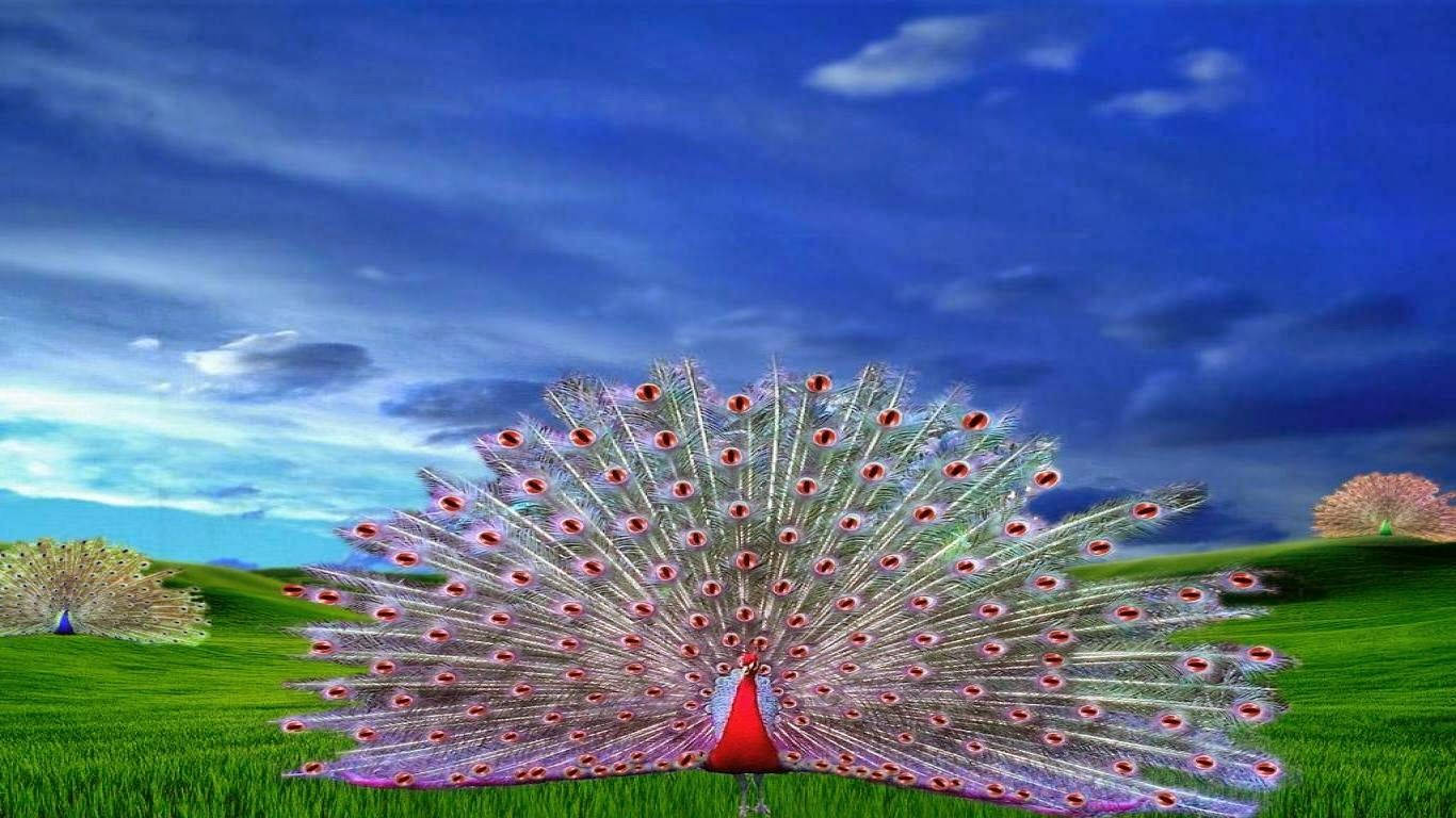 A peacock with its tail spread out in a field. - Peacock