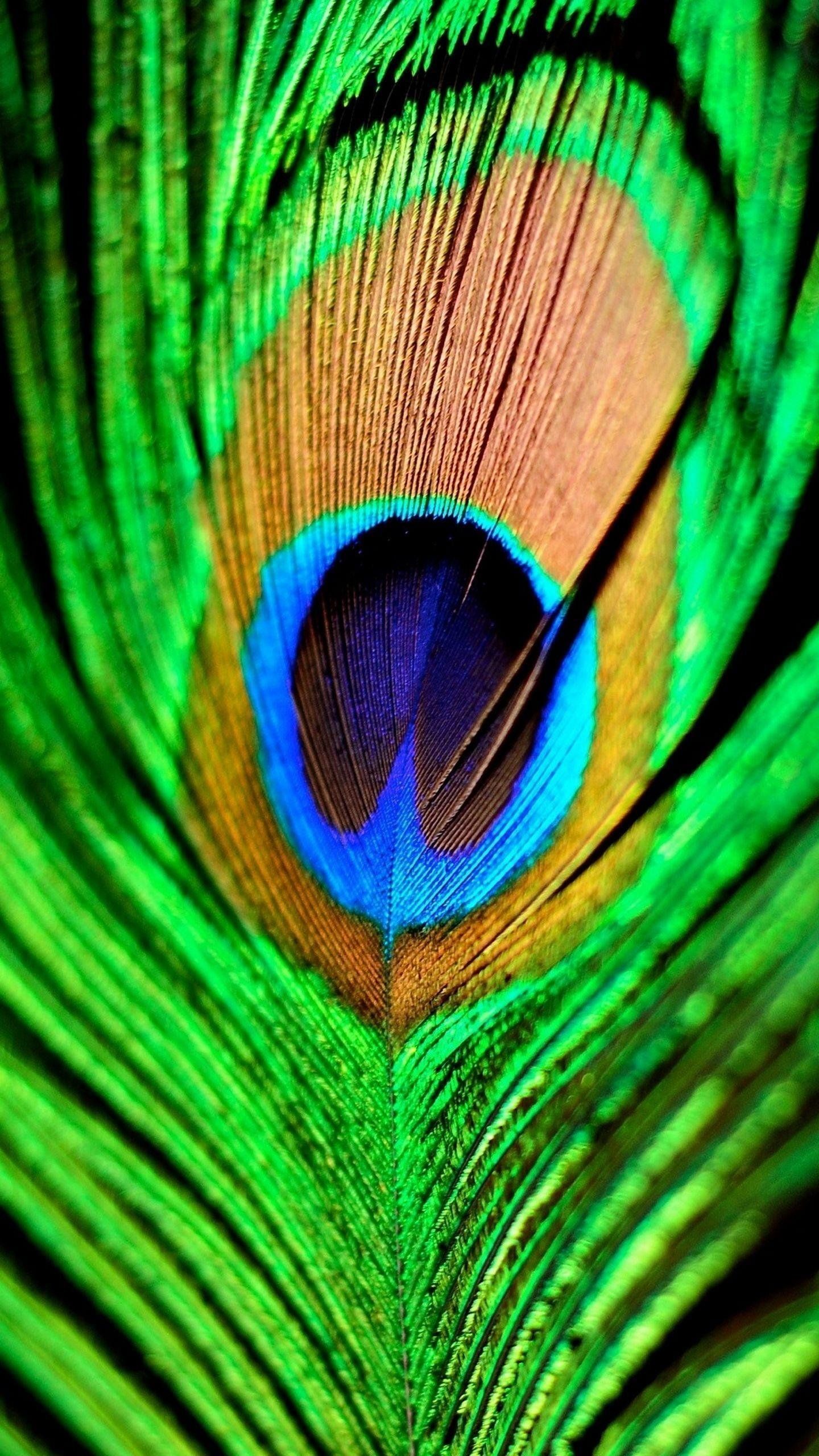 Aesthetic Peacock Feather Wallpaper Download
