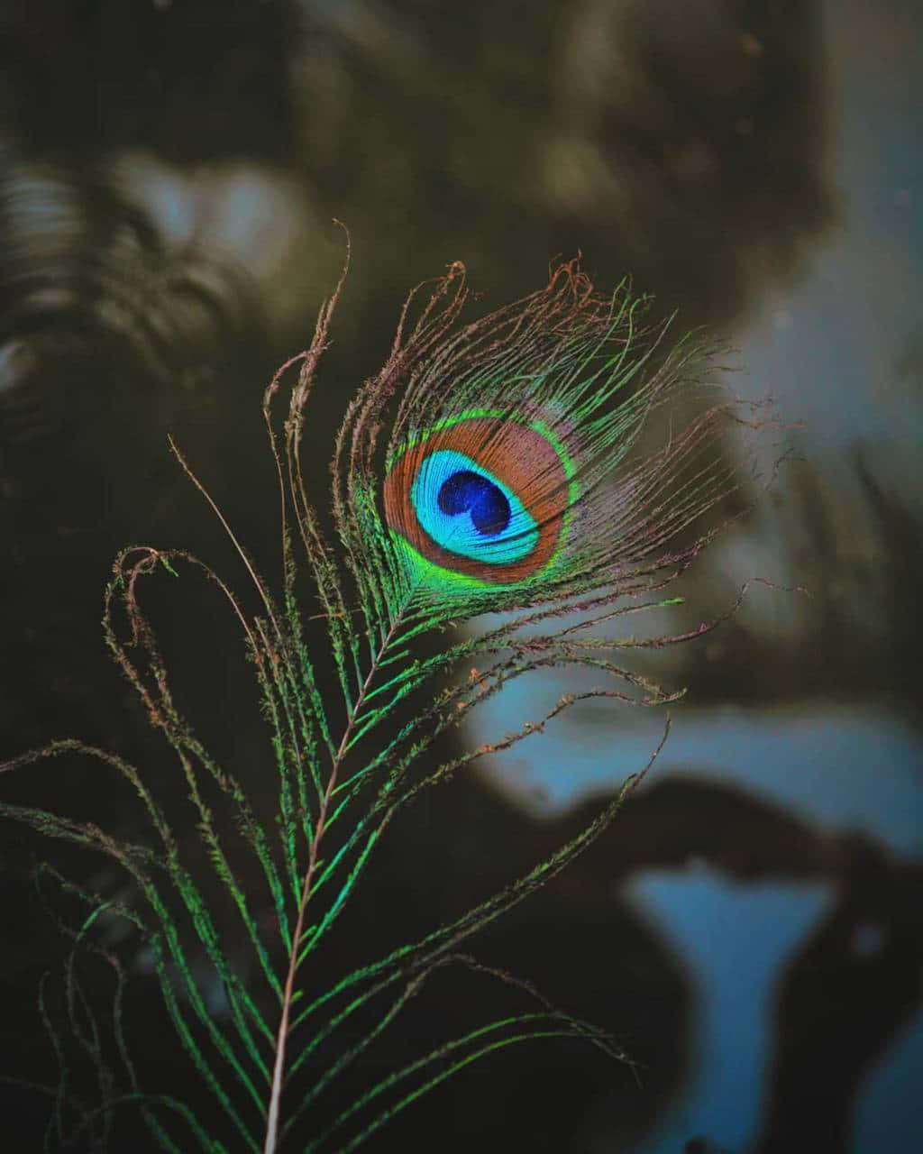 A close up of a peacock feather. - Peacock