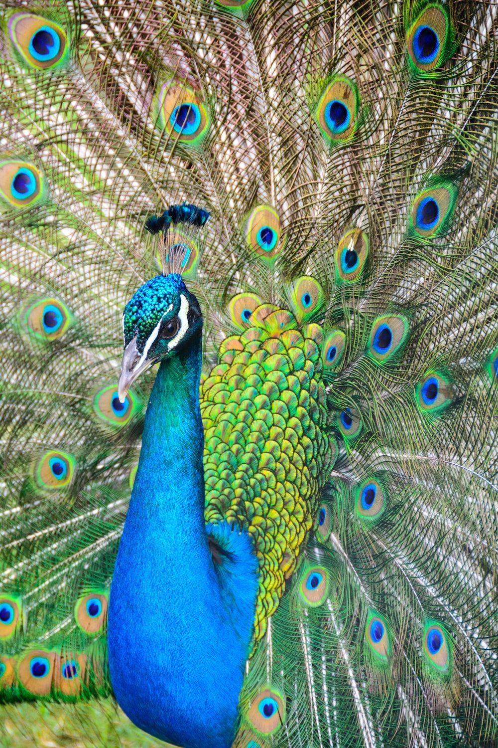 A peacock with its tail feathers spread out. - Peacock