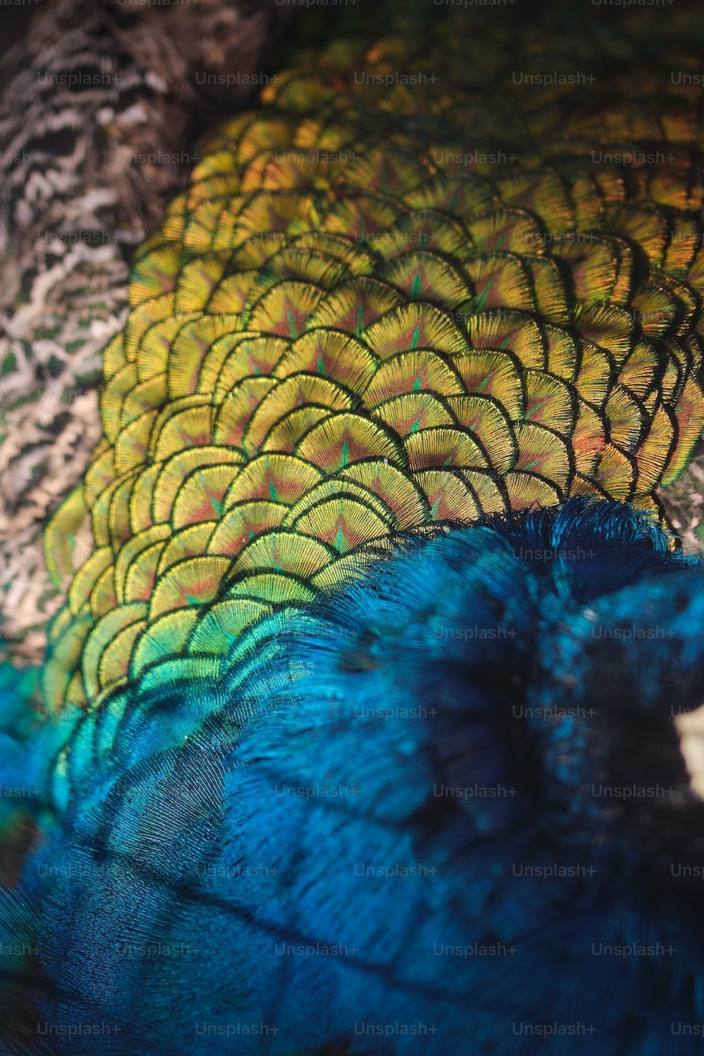 Close up of a peacock's tail feathers showing the detail and vibrant colours - Peacock