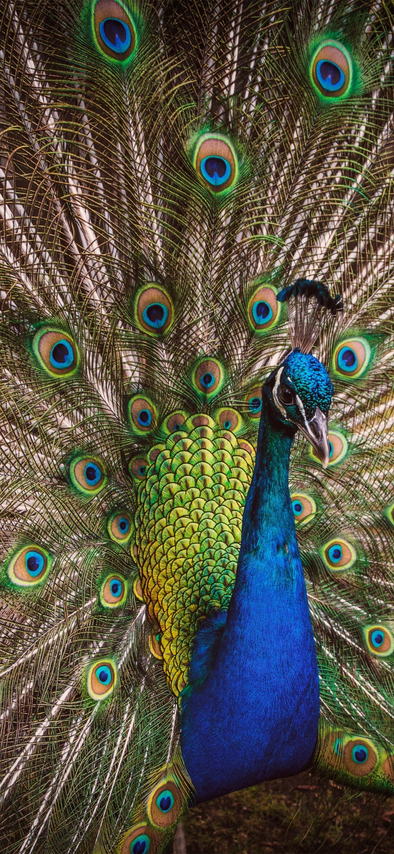 A male peacock displays his feathers. - Peacock