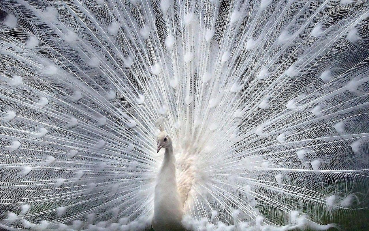 White Peacock Wallpaper