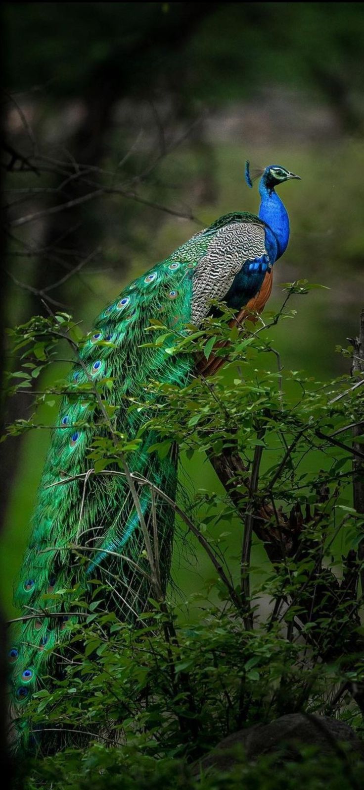 A peacock with a blue head and green body perches on a tree branch. - Peacock