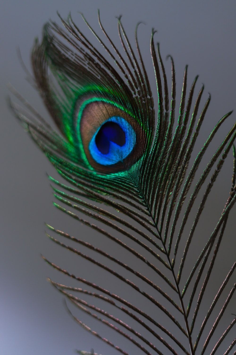 A peacock feather with the blue eye looking at the camera - Peacock, feathers
