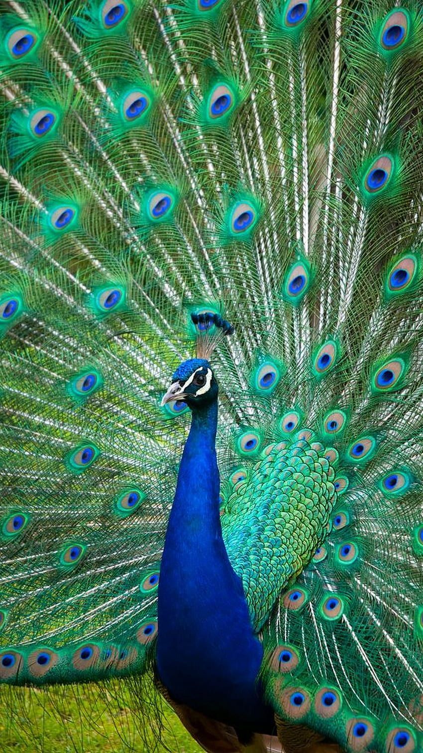 A peacock with its tail spread out. - Peacock